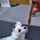 강아지와 고양이의 구멍가게 이미지