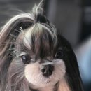 태원켄넬 이미지