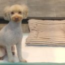 개똥이 애견샵 이미지