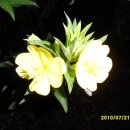햇님달님 Daum카페