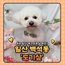 애견#(샾) | 일산 애견미용 &amp; 호텔 : 찐 가성비 도기샾 비숑 스포팅컷 리뷰
