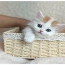 향기나는 강아지 이미지