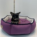 야옹아 멍멍해봐 동탄하나로점 이미지