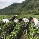 충북금오
