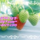 아라면 이미지
