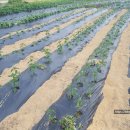 고랑정미소 이미지