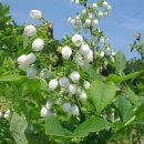 깊은샘블루베리농장 이미지