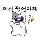 헤어그라스 이미지
