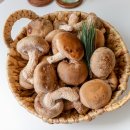 송향버섯 | 송화버섯 ? 송향버섯 ? 송고버섯 ? 송표버섯 ? 이름이 다양한 송향버섯 내돈내산 먹어본 후기