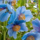 블루(Blue) 이미지