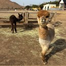 평화로 | 제주 애월 평화로 새별프렌즈 제주 후기｜동물 먹이 체험 운영시간 입장마감 총정리