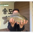송전지 송도좌대