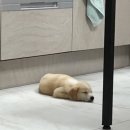 모리동물병원 이미지