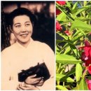 희망의 꽃 | 꽃그림인문학 7, 한민족의 아픔과 희망의 꽃, 봉선화