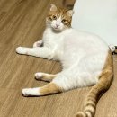 신영재동물병원 인근 | 망우역 근처 모루동물병원 후기 - 고양이 건강검진, 스케일링 후기