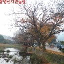곡성군죽곡면봉정보건진료소 | 함안조씨집성촌이자 박사마을인 곡성의 봉정마을(봉정리)의 늦가을 풍경