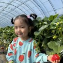 드림키즈어린이집 | 서울근교 남양주 딸기체험 키즈카페 완비에 딸기가 맛있는 더드림