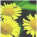 식물이야기 이미지