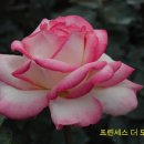 푼다리카 이미지