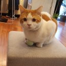 [서울 부암동] 카페 무네 CAFE MUNE 고양이 상수