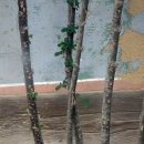 부석사 입구 이미지