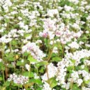 도송리병풍마을 이미지