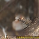 하수와오수 네이버블로그