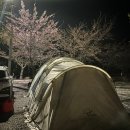 벚꽃🌸 캠핑장⛺ 추천 : 2023 벚꽃 개화시기 및 삼척 엘림캠핑장 후기❗