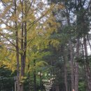 사계절여행사 - 부여군 수북로41번길 8-15 | [후기] 남이섬 + 철원 + 소이산 1박2일 지원여행사 후기