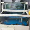 매콤한 코다리조림의 만남 행신동 최고의 코다리조림 맛집 [1988청춘낙지코다리시래기조림 행신점]