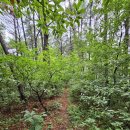 대구 쌍계2리.치마산.비봉산.섯밭등.와우산.성말댕이.쌍계2리(원점)10.2km4시간20분 이미지