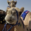 낙타 이미지
