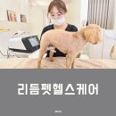 헬스케어메디칼디바이시스 | 강아지 슬개골 걱정에 찾아간 하남 애견 마사지, 리듬펫헬스케어 방문 후기