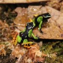 만텔라 프록 바로니(Mantella baroni)가 입고되었습니다.