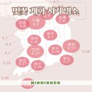 백운솔숲길(임하면) | 2024 벚꽃 개화시기 가장 먼저 피는 제주도부터 강원도 춘천까지 벚꽃 축제 명소