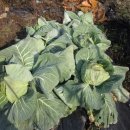 예봉농장 이미지