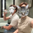 남자 라코스테 반팔 카라티 005 사이즈 및 착용샷 후기
