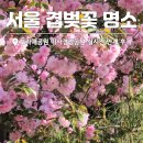 보라매서울 | 서울 겹벚꽃 명소 실시간 후기, 보라매공원 미사경정공원