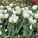 꽃 뜨락 이미지