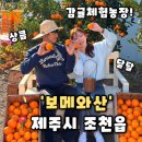 2377 | [보메와산] 제주 감귤체험농장 제주 카페 감귤카페,보메와산 후기(내돈내산)