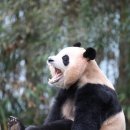 수차이나 이미지