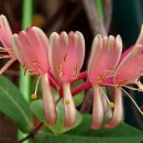 강아지풀 이미지