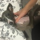 멍스타그램 이미지