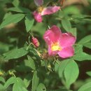 장미꽃잎에 적힌 그대 마음 이미지