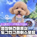 용왕정길(용왕산근린공원) | 염창애견미용 강아지 푸들 미용실 도그인그레이(스포팅 6mm)
