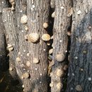 이상구표고농장 이미지