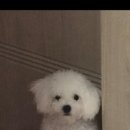 강실장펫살롱 이미지