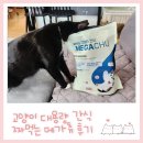 고양이 대용량 츄르 간식 메가츄 내돈내산 후기! 양도 많고 기호성도 좋아요