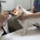 박창언 동물병원 이미지