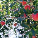 신장리사과마을 이미지